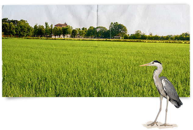beautifull fields