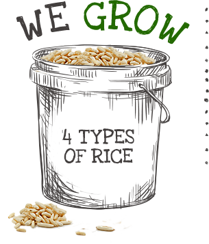 we grow 4 types of rice