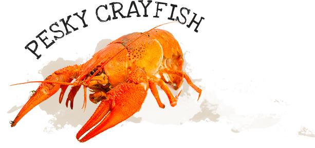 cryfish